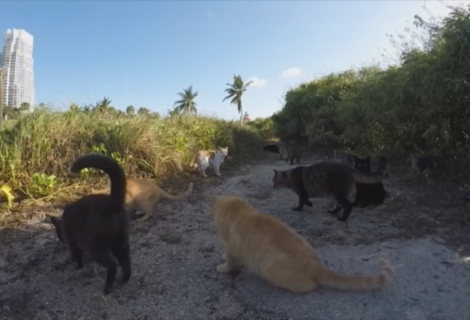 Miami, a la caza del gato callejero