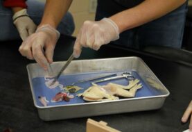 Florida tiene su primera escuela para disecar anfibios