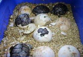 Una veintena de tortugas abandonan la incubadora en proyecto en las Galápagos