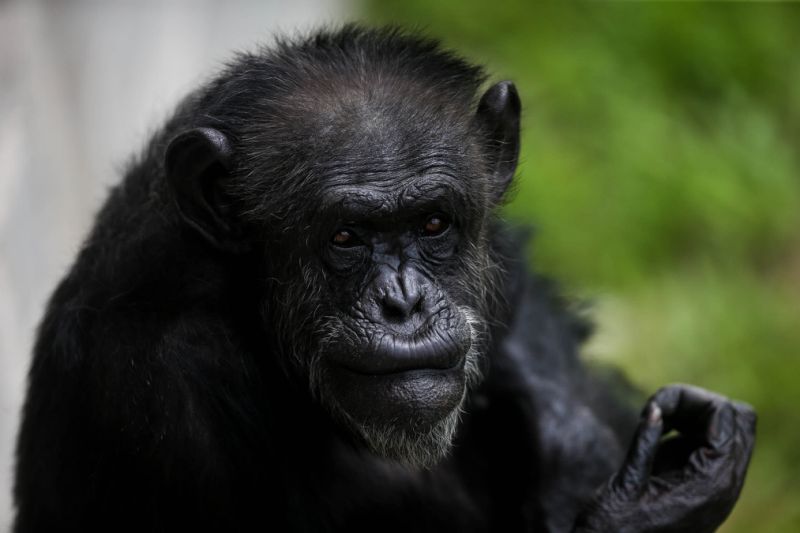 Chimpancés no solo aprenden el uso de herramientas sino que lo transmiten