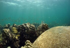 EEUU emprende "urgente" recuperación de 7 arrecifes en los Cayos de Florida