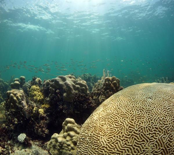 EEUU emprende «urgente» recuperación de 7 arrecifes en los Cayos de Florida