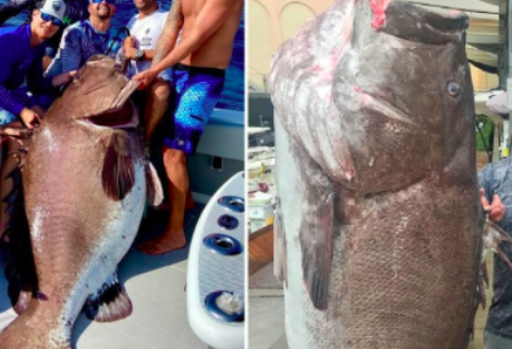 Pescan en Florida un mero de 50 años y 158 kilos