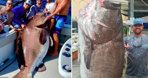 Pescan en Florida un mero de 50 años y 158 kilos