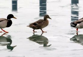 Sacrifican en Hungría 115.000 patos por brote de gripe aviar