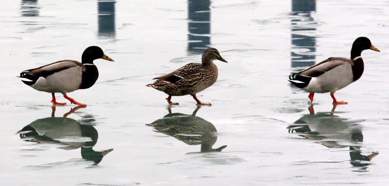 Sacrifican en Hungría 115.000 patos por brote de gripe aviar