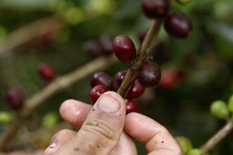 Producción colombiana de café subió 9 % en 2019