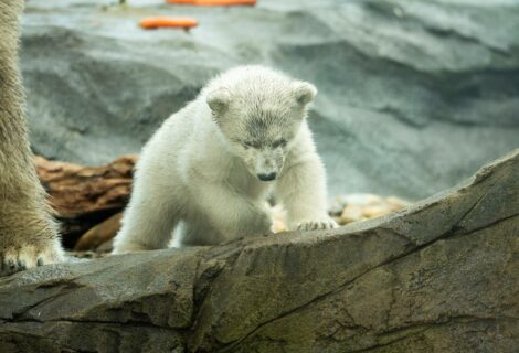El zoológico de Viena presenta una cría de oso polar