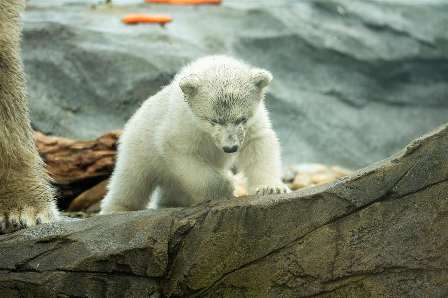 El zoológico de Viena presenta una cría de oso polar