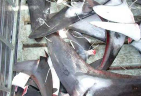 EEUU incauta lote con 1.400 aletas de tiburón de barco amarrado en Miami
