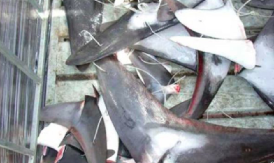 EEUU incauta lote con 1.400 aletas de tiburón de barco amarrado en Miami