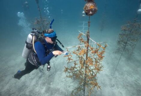 Programa para restaurar corales en los Cayos recibe una millonaria donación