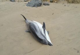 Aumentan recompensa por información sobre muerte de delfines en EEUU