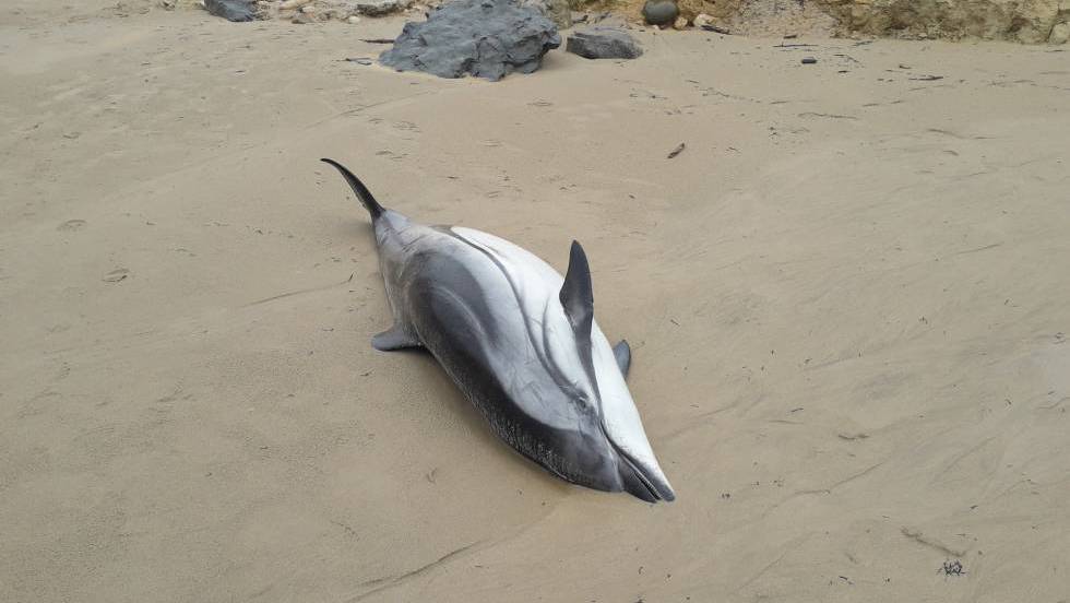Aumentan recompensa por información sobre muerte de delfines en EEUU