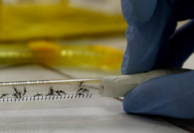 Confirman primer caso de dengue autóctono en los Cayos de Florida desde 2016