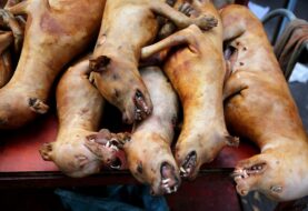 Ciudad en China prohíbe comer perros y gatos tras crisis del virus