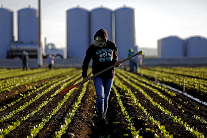 Coalición en Florida pide apoyar también a los agricultores