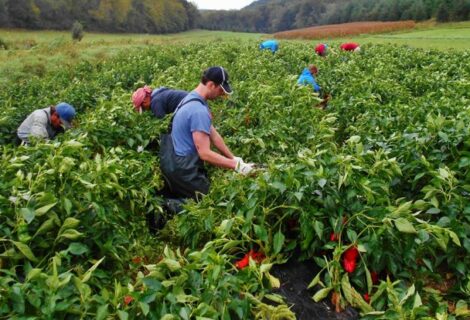 Mexicanos llegan a Canadá para trabajar en el sector agrícola