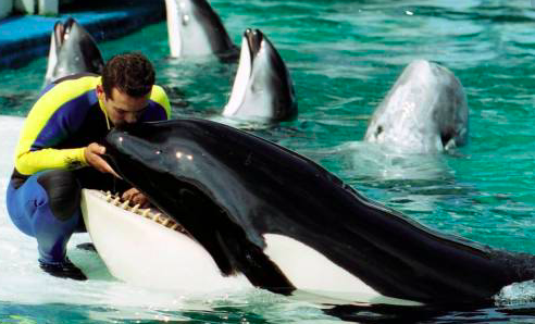 Piden a fiscal de EEUU intervenir para liberar a orca Lolita en Miami