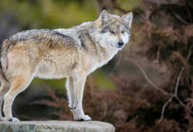 Nacen ocho cachorros de lobo gris mexicano en Saltillo