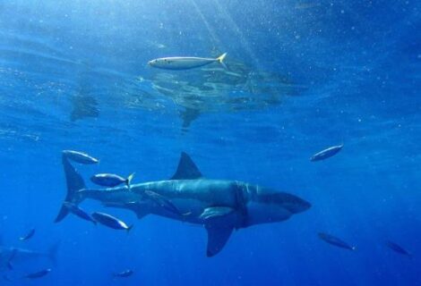 Niño en Homestead recibe diecinueve puntos por ataque de tiburón