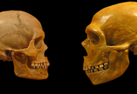 Restos de Amud pertenecieron a una mujer neandertal