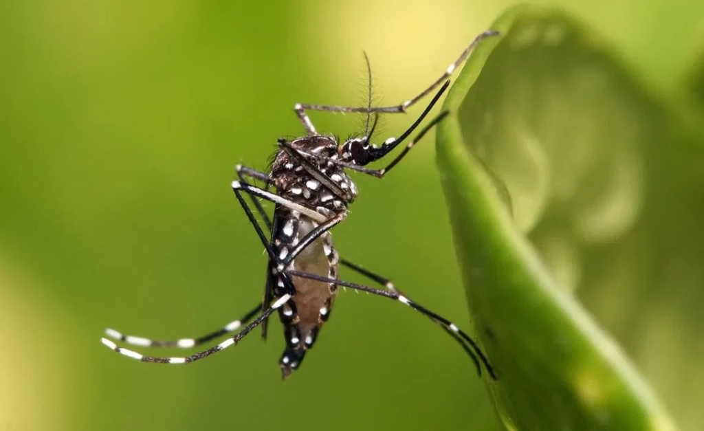 Casos de dengue en los Cayos de Florida siguen aumentando
