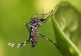 Casos de dengue en los Cayos de Florida siguen aumentando