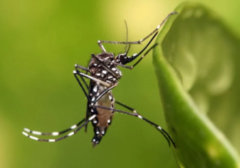 Dengue en Miami-Dade: reportan un caso y toman previsiones