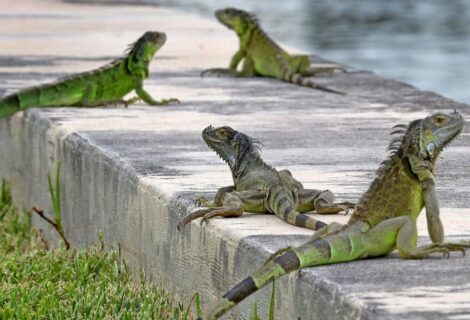 Iguanas verdes y tegus se convierten en animales "prohibidos" en Florida