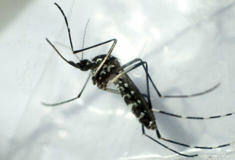 El dengue aparece como una nueva amenaza en Miami - Dade