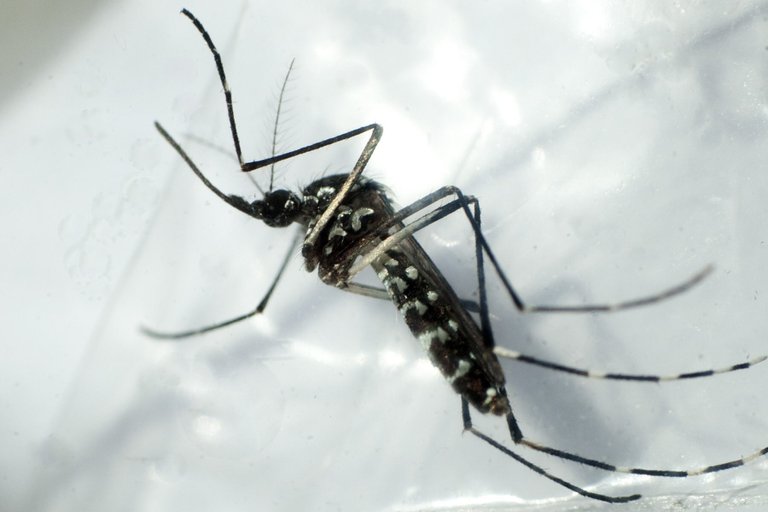 El dengue aparece como una nueva amenaza en Miami – Dade