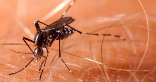 Brote de dengue en los cayos de Florida llega a 26 casos