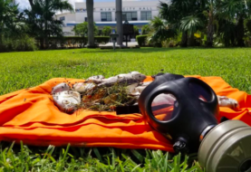 ONG pide recoger peces muertos en bahía de Miami para evitar contaminación