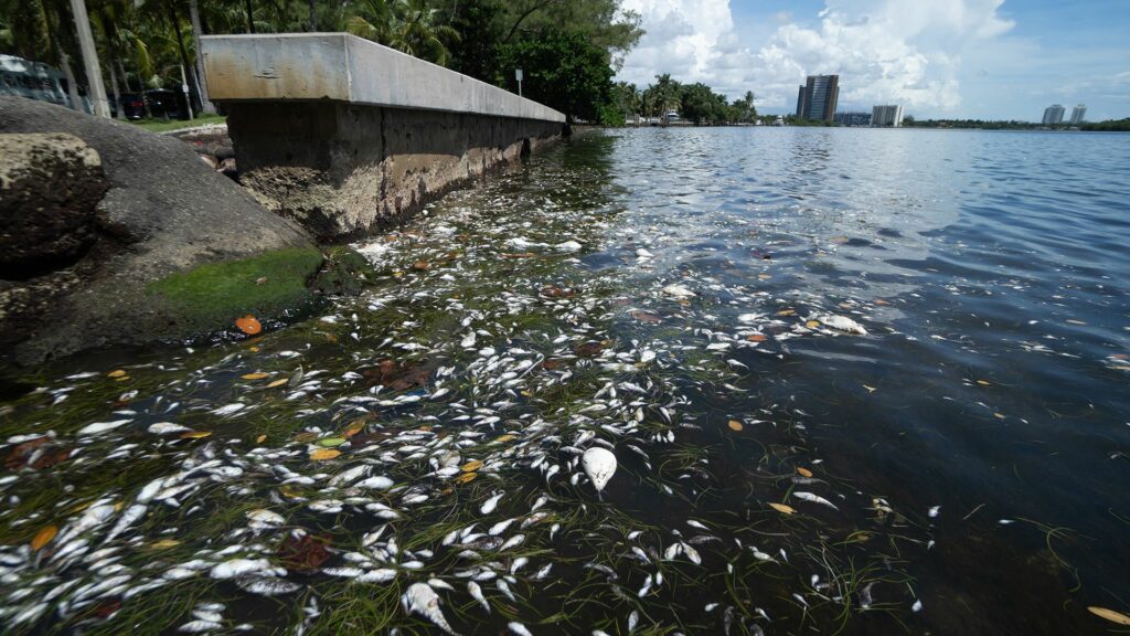 Muerte de peces en bahía de Miami es por bajos niveles de oxígeno