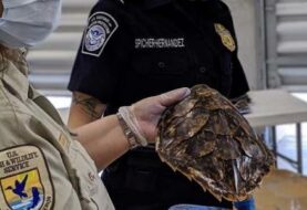 Decomisan caparazones de tortugas marinas en aeropuerto de Miami
