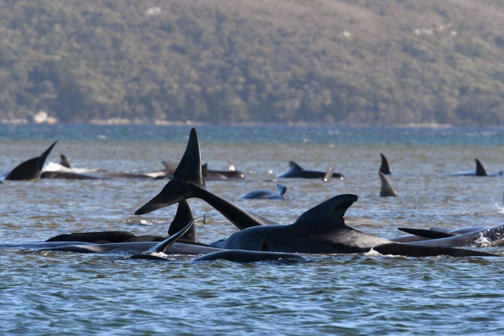 Australia trabaja contra reloj para salvar a las últimas 20 ballenas varadas