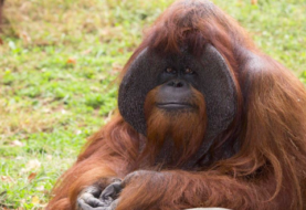 Familia de orangutanes de Miami se gana retiro en reserva para grandes simios
