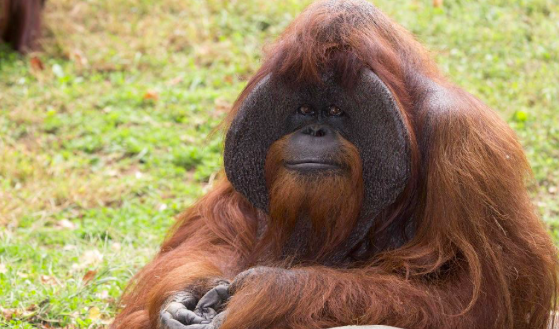 Familia de orangutanes de Miami se gana retiro en reserva para grandes simios
