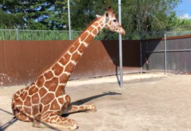 Zoológico de Miami inmoviliza jirafa en "reto extremo" para curarle fractura