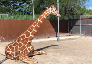 Zoológico de Miami inmoviliza jirafa en "reto extremo" para curarle fractura