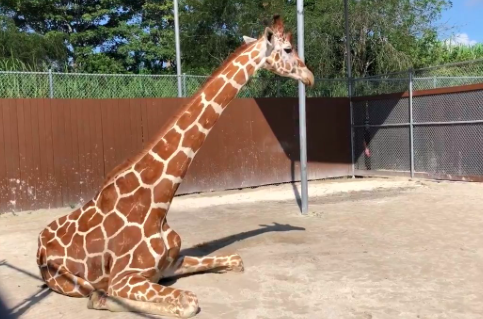 Zoológico de Miami inmoviliza jirafa en «reto extremo» para curarle fractura