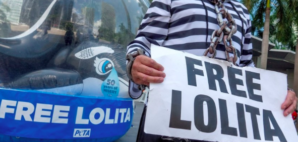 Activista disfrazada de orca pide al Seaquarium de Miami que liberen a Lolita