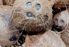 El aceite de coco destruye el virus de la COVID-19, según científicos filipinos