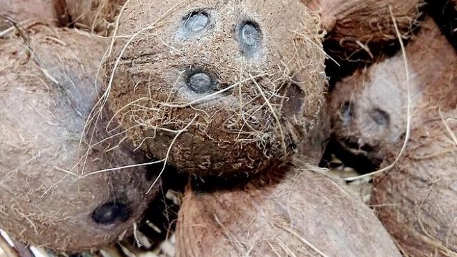 El aceite de coco destruye el virus de la COVID-19, según científicos filipinos