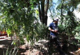 Activistas exigen al Senado de México legalizar la marihuana "sin simulación"