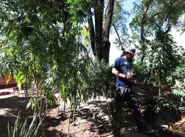 Activistas exigen al Senado de México legalizar la marihuana «sin simulación»
