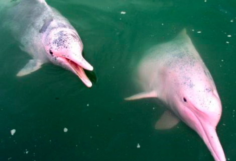 Todas las especies de delfines de agua dulce están en peligro de extinción
