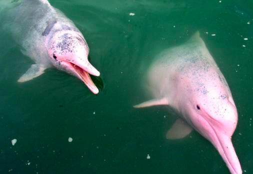 Todas las especies de delfines de agua dulce están en peligro de extinción