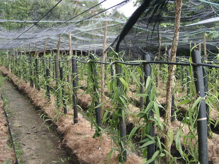En EEUU el cultivo de la vainilla será una realidad tras desbloqueo genético